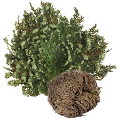 Eрихонска Роза, Пустинна роза (Selaginella lepidophylla), възкръсващо растение